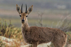 African Animal ID and pics – bulletsafaris